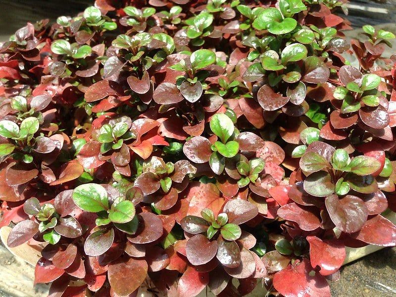 Xà lách xoong Nhật