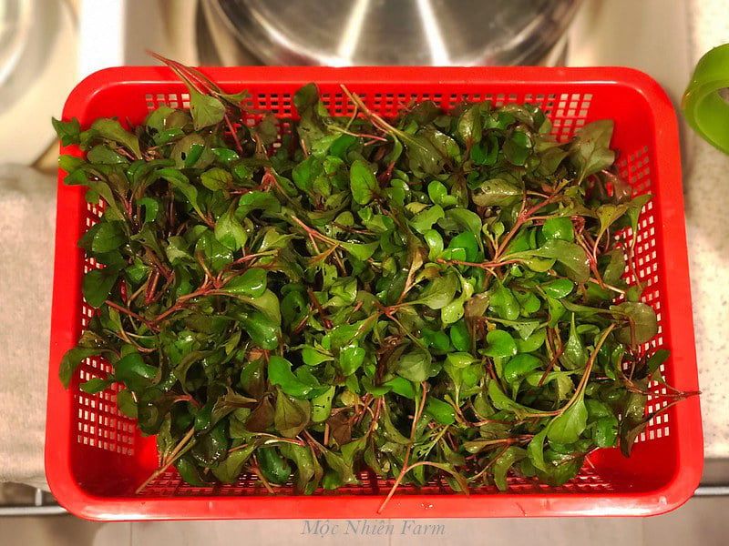 Xà lách xoong Nhật