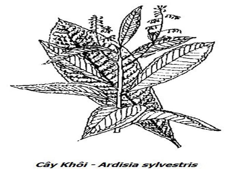 Xăng sê