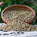  Robusta Wash (phương pháp chế biến ướt) 