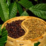  Robusta Natural (phương pháp chế biến khô) 