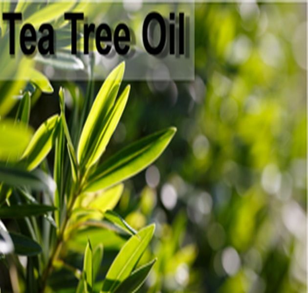 Tinh dầu tràm trà-Ngăn ngừa vi khuẩn Anti-Microbials - Tự nhiên