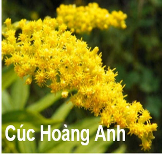 Chiết xuất cúc Hoàng Anh-Ngăn ngừa vi khuẩn Anti-Microbials - Tự nhiên