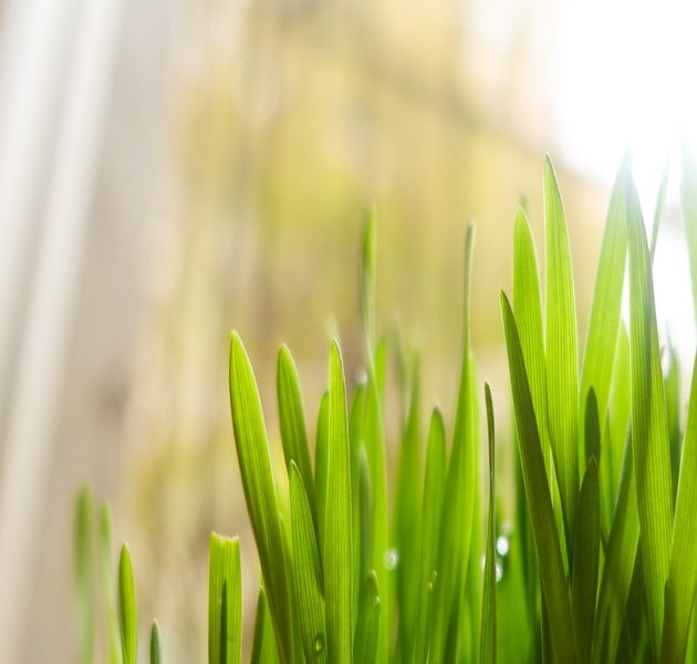 Bộ phận Lá - Chiết xuất tự nhiên- Botanical extracts