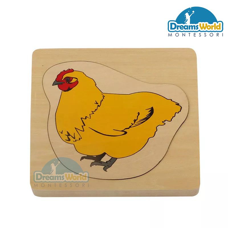 Giáo cụ Montessori - Vòng đời của con gà mái - Development of Chicken