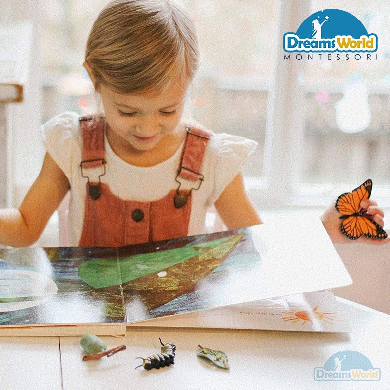 Giáo cụ Montessori - Mô hình vòng đời của bướm - Butterfly life cycle model
