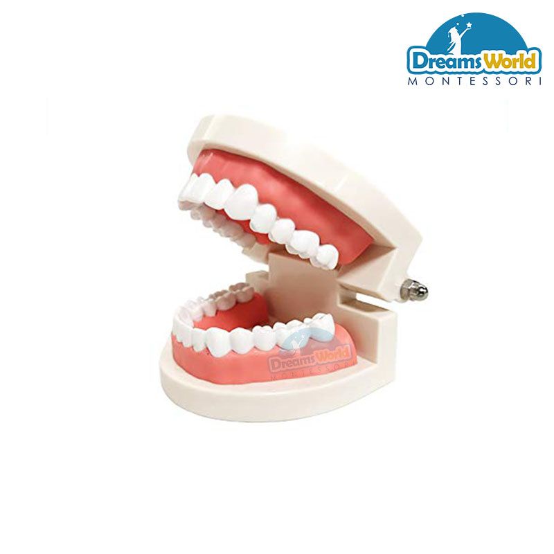 Giáo cụ Montessori - Hàm răng - Montessori Teeth
