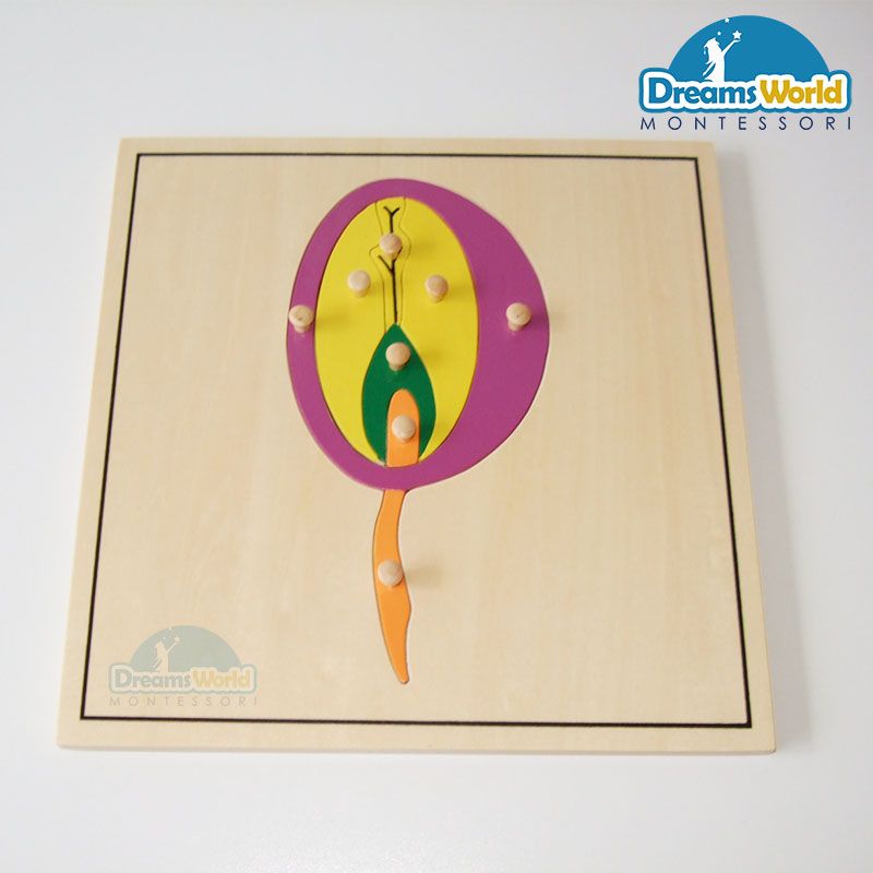 Giáo cụ Montessori - Tranh ghép sinh học hình hạt mầm - Seed Puzzle