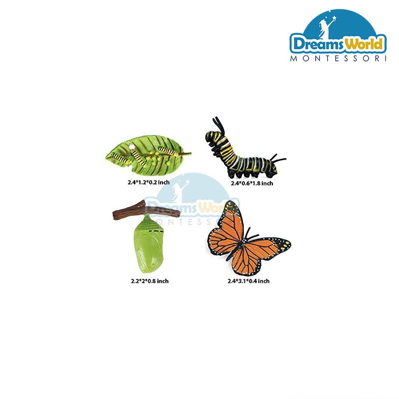 Giáo cụ Montessori - Mô hình vòng đời của bướm - Butterfly life cycle model