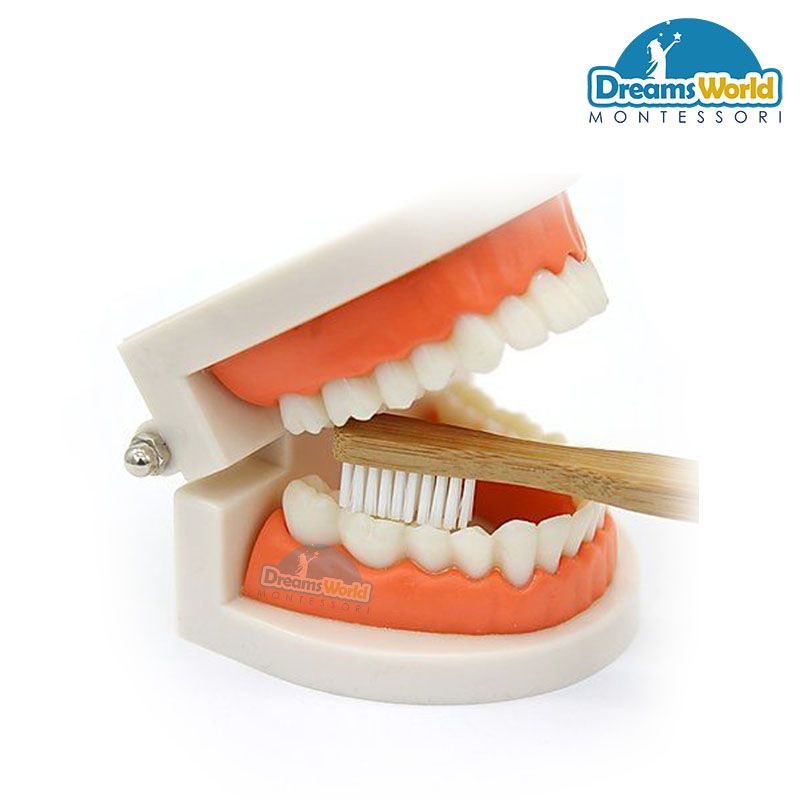 Giáo cụ Montessori - Hàm răng - Montessori Teeth