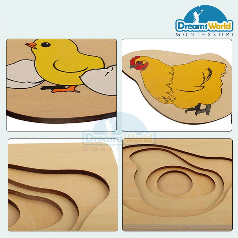 Giáo cụ Montessori - Vòng đời của con gà mái - Development of Chicken