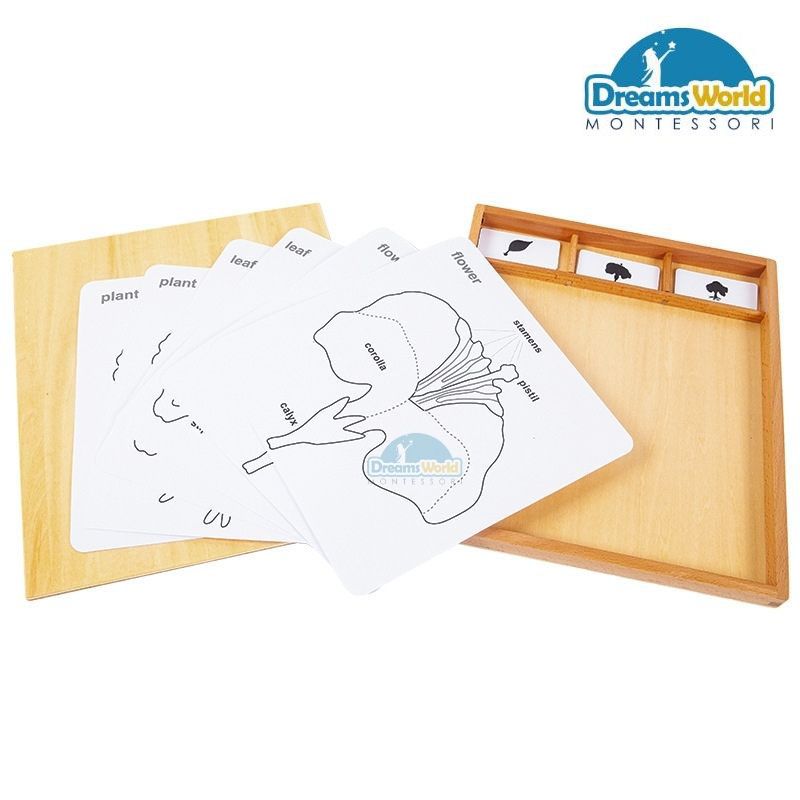 Giáo cụ Montessori - Bộ thẻ thực vật - Botany Puzzle Activity Set-English