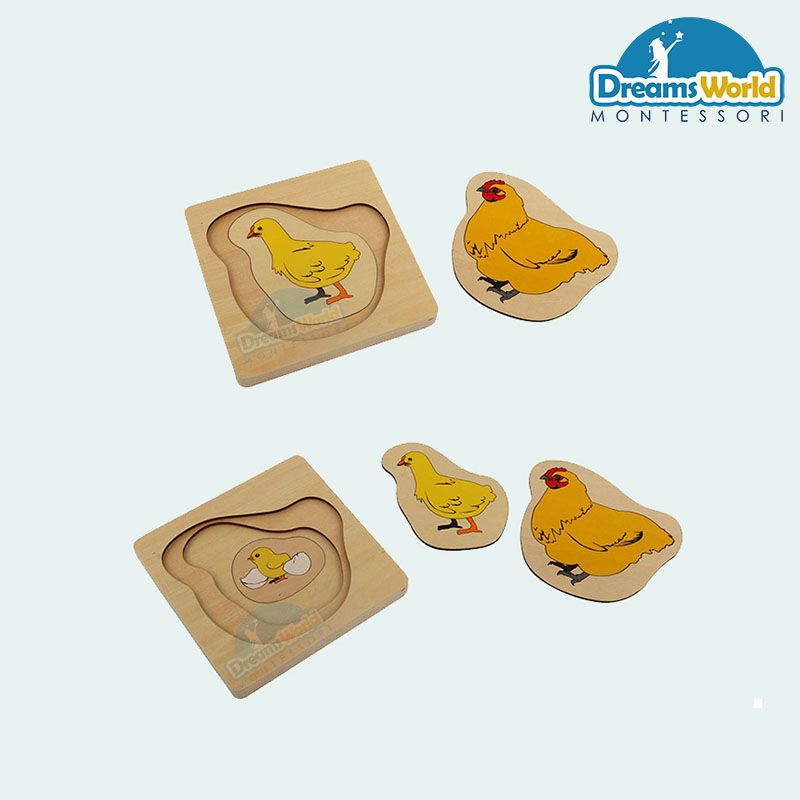 Giáo cụ Montessori - Vòng đời của con gà mái - Development of Chicken