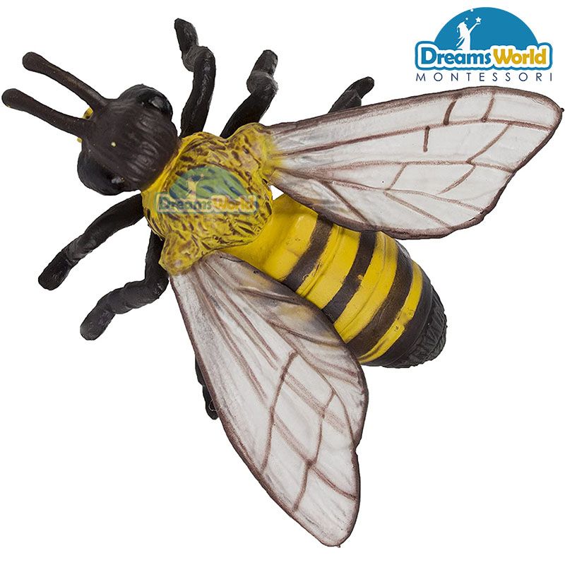 Giáo cụ Montessori - Mô hình vòng đời của ong - Model of the life cycle of bees