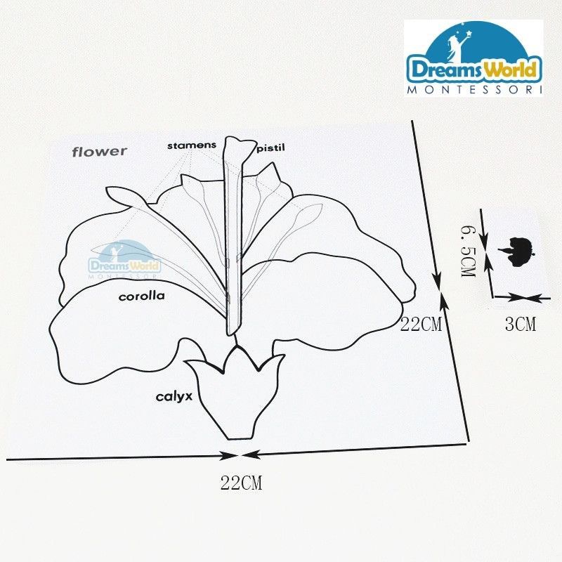 Giáo cụ Montessori - Bộ thẻ thực vật - Botany Puzzle Activity Set-English