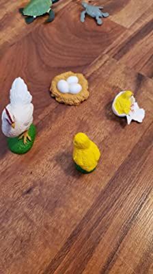 Giáo cụ Montessori - Mô Hình Vòng Đời Con Gà Mái - Chicken Life Cycle Model