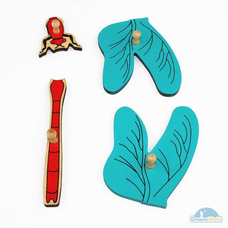 Giáo cụ Montessori - Tranh ghép sinh học hình con chuồn chuồn - Dragonfly puzzle