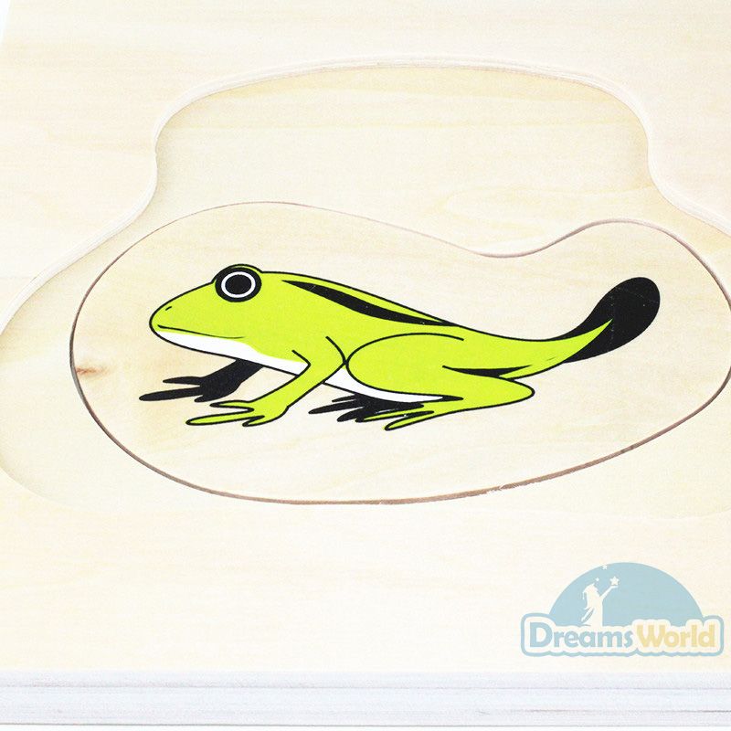 Giáo cụ Montessori - Vòng Đời Con Ếch - Development of Frog