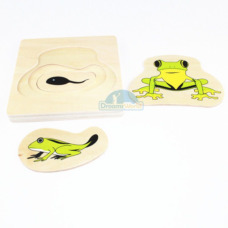 Giáo cụ Montessori - Vòng Đời Con Ếch - Development of Frog