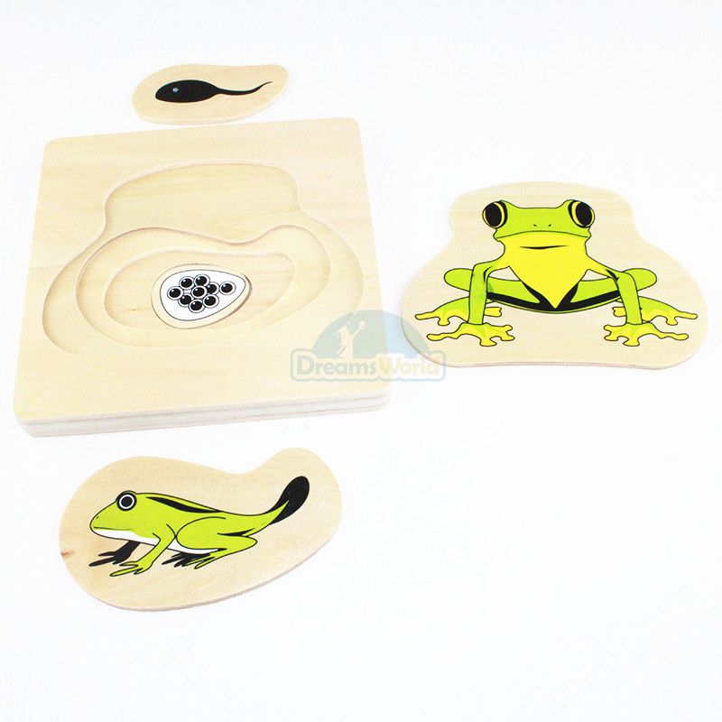 Giáo cụ Montessori - Vòng Đời Con Ếch - Development of Frog