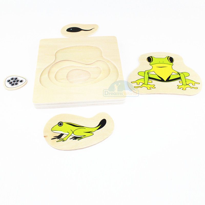 Giáo cụ Montessori - Vòng Đời Con Ếch - Development of Frog