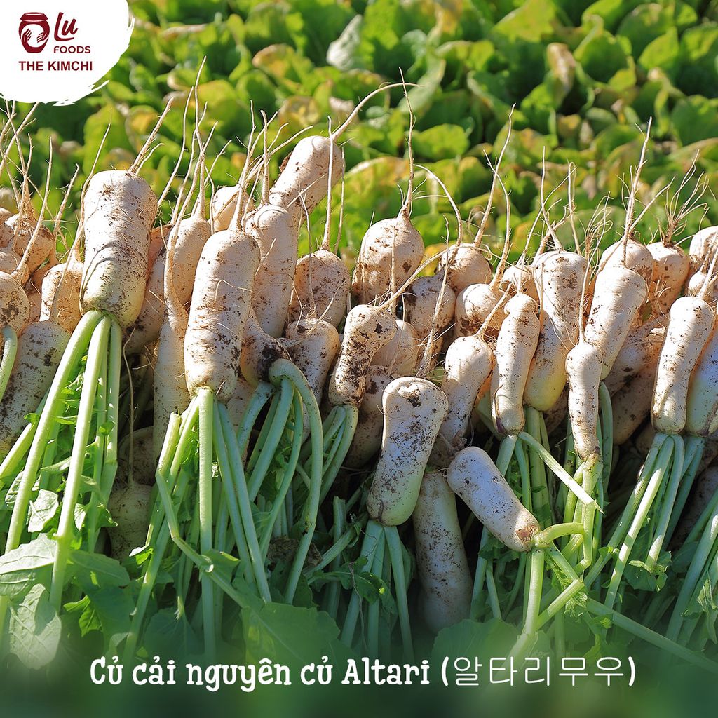  Củ cải Altari - 알타리무우 