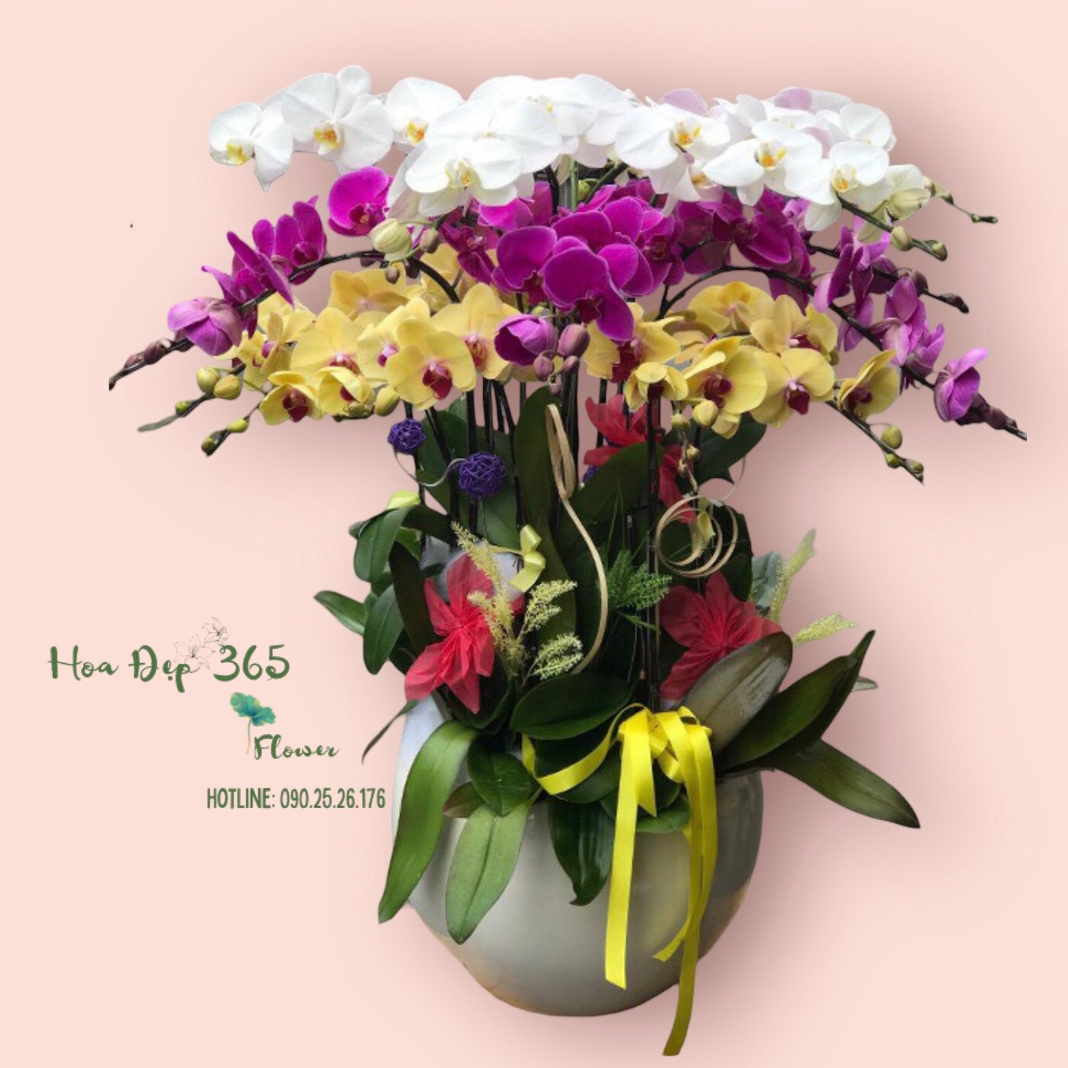  Lan Hồ Điệp Mix Màu - LHĐ61 - Hoa Tết Đẹp 