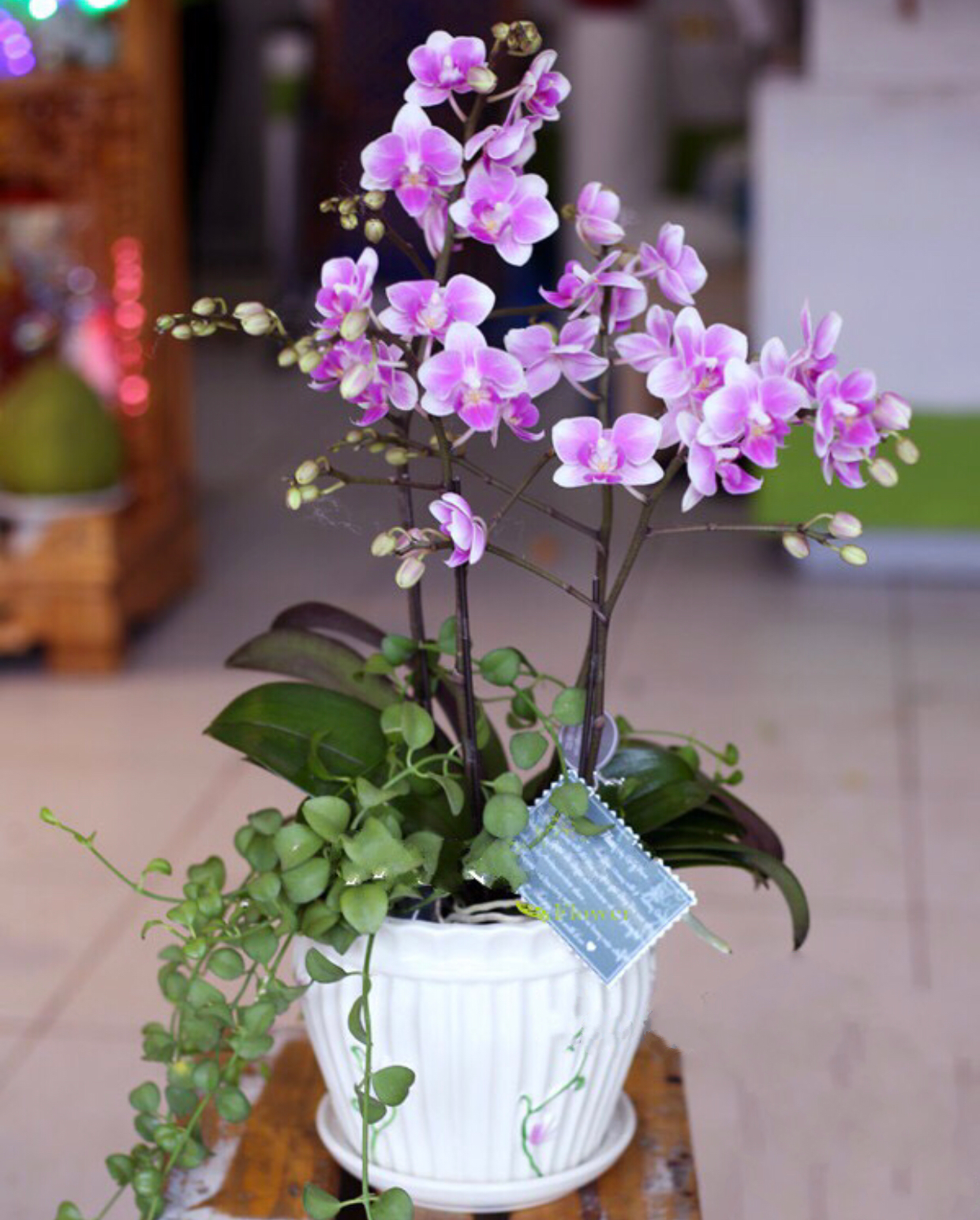 Chậu Hoa Lan Hồ Điệp Thuỷ Chung - LHĐ06