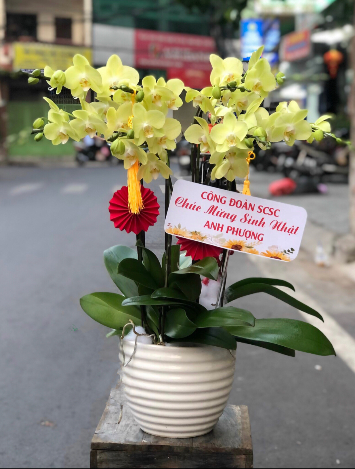 Chậu Hoa Lan Hồ Điệp Xanh Nhỏ 2 Vòi - LHĐ92