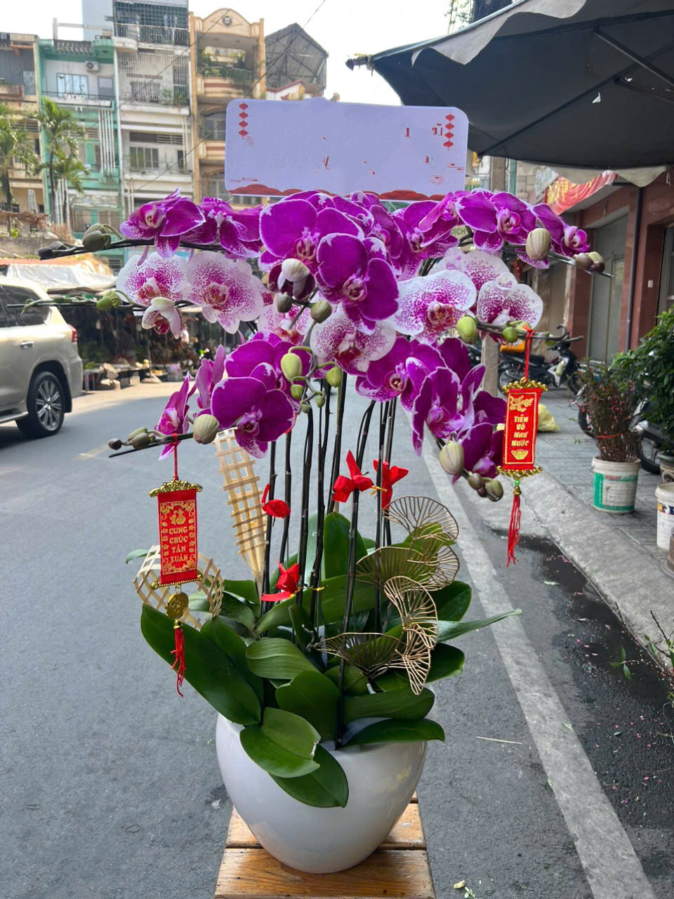 Chậu Hoa Lan Hồ Điệp Đột Biến - LHĐ106