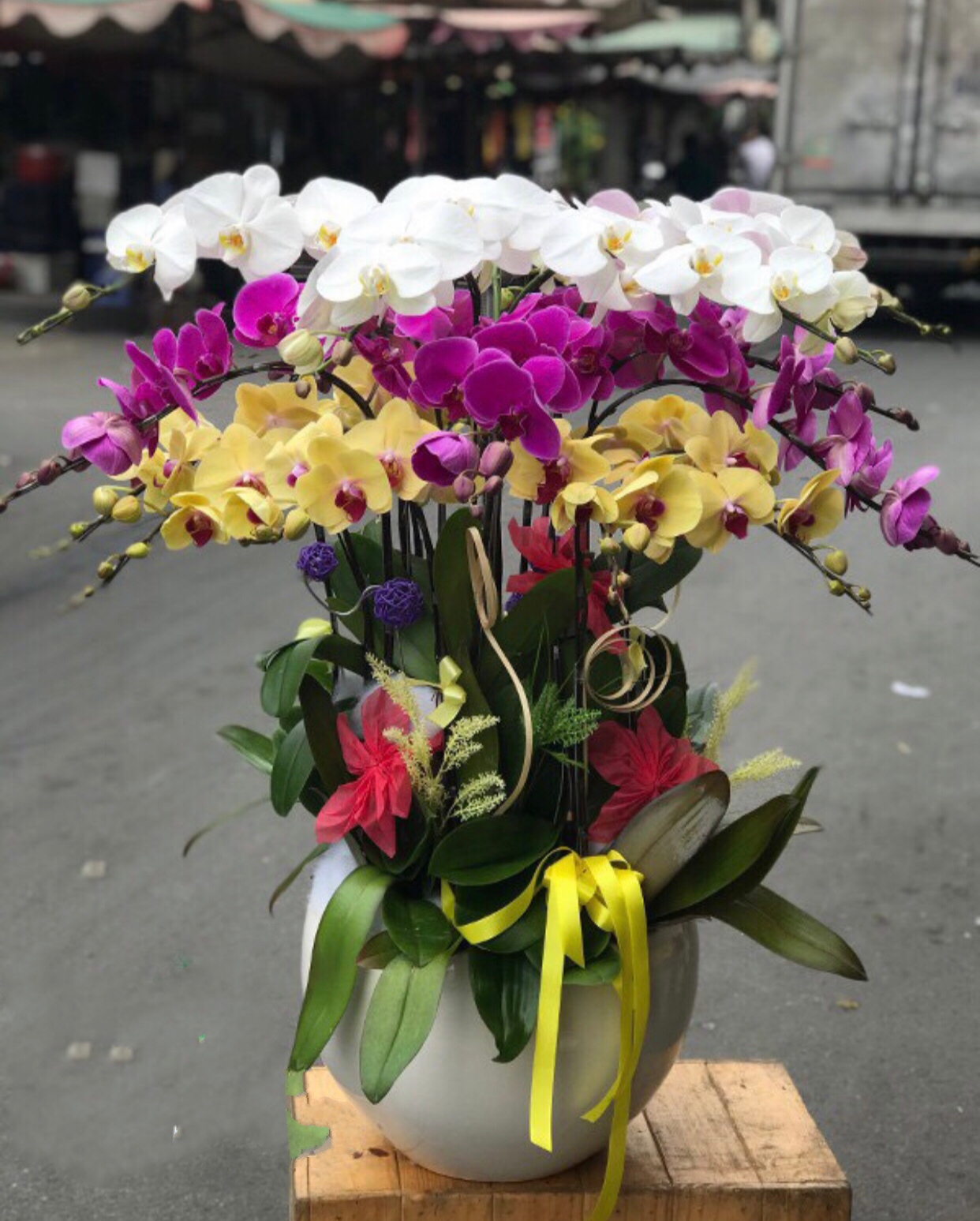 Chậu Hoa Lan Hồ Điệp Mix Màu - LHĐ61