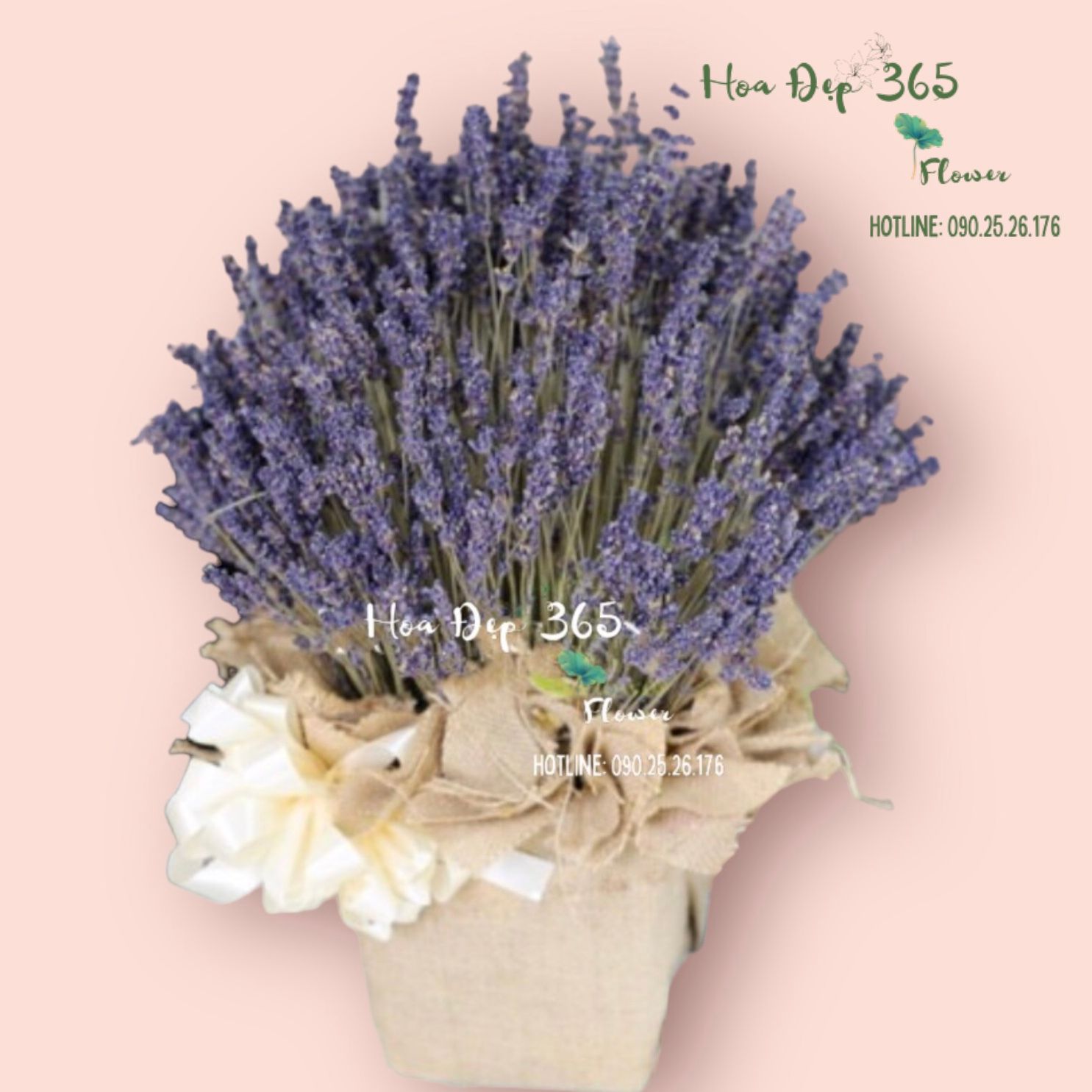 Hộp Hoa Lavender - LVD02