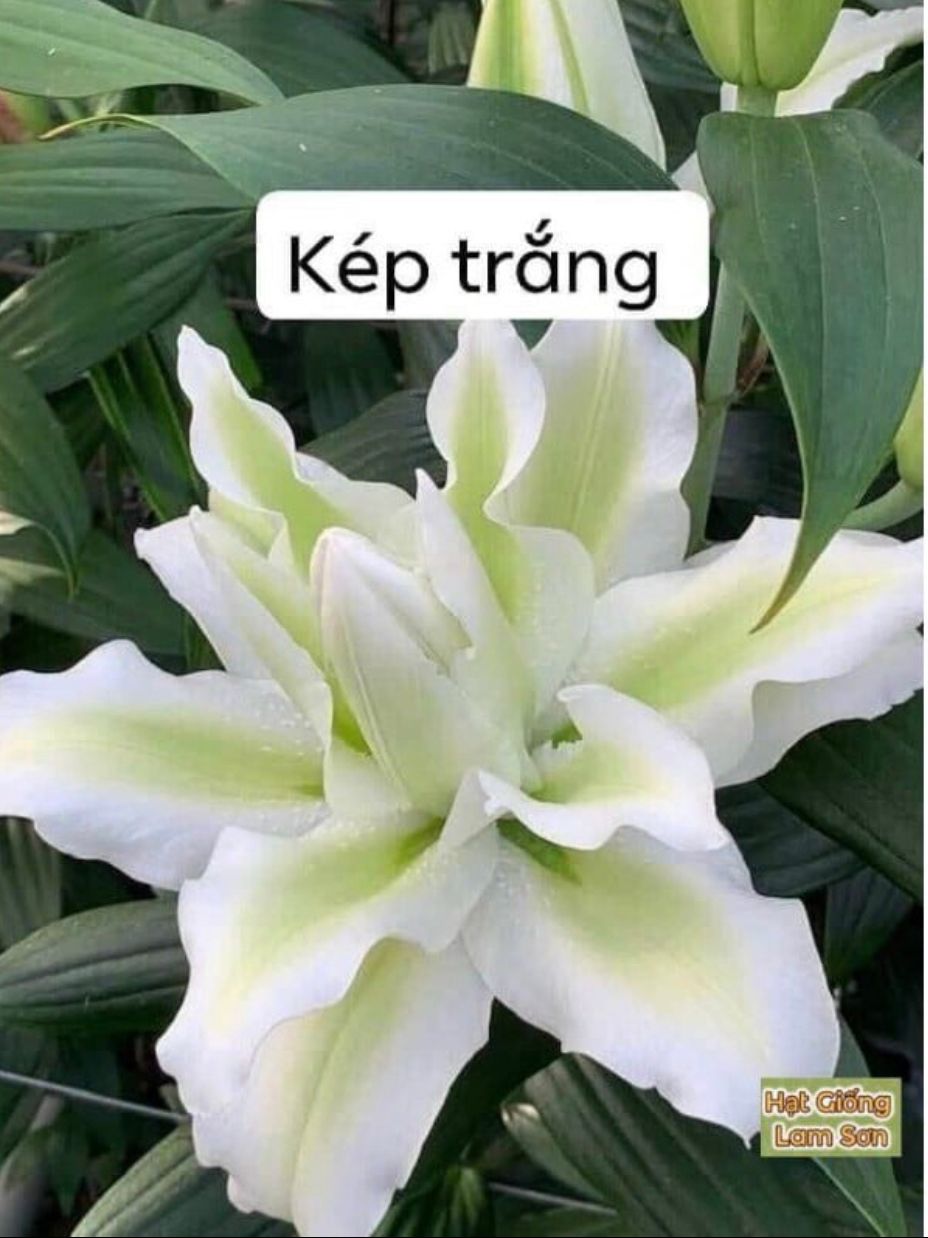 Hoa Ly Kép