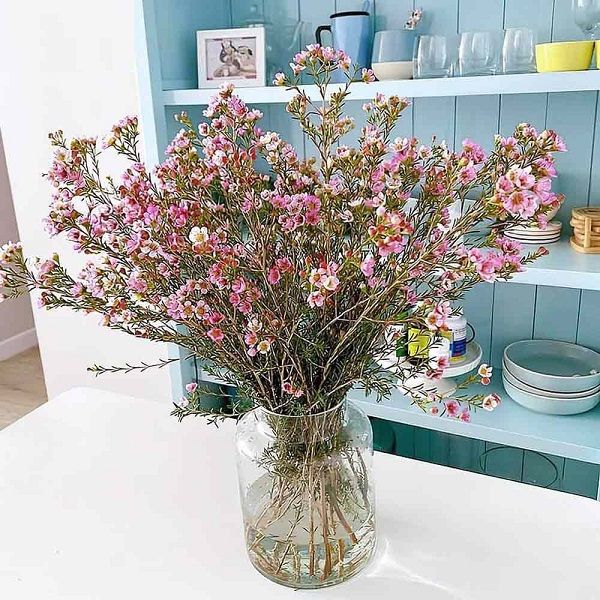 Tết An Nhiên - HCB60 - Hoa Chưng Tết