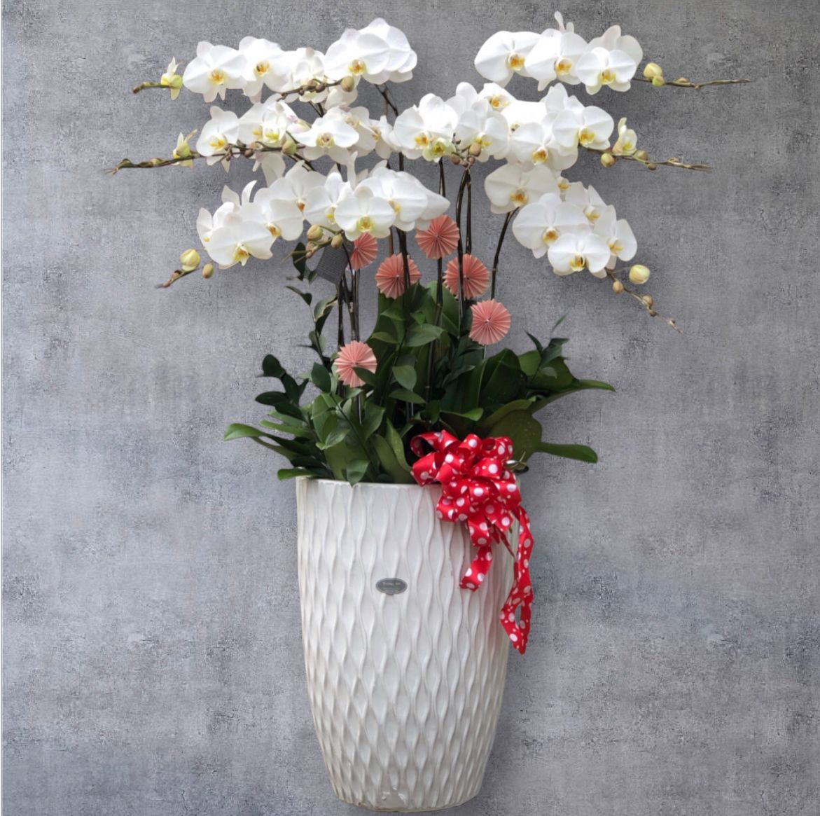 Chậu Hoa Lan Hồ Điệp Trắng - LHĐ04 - Flosa