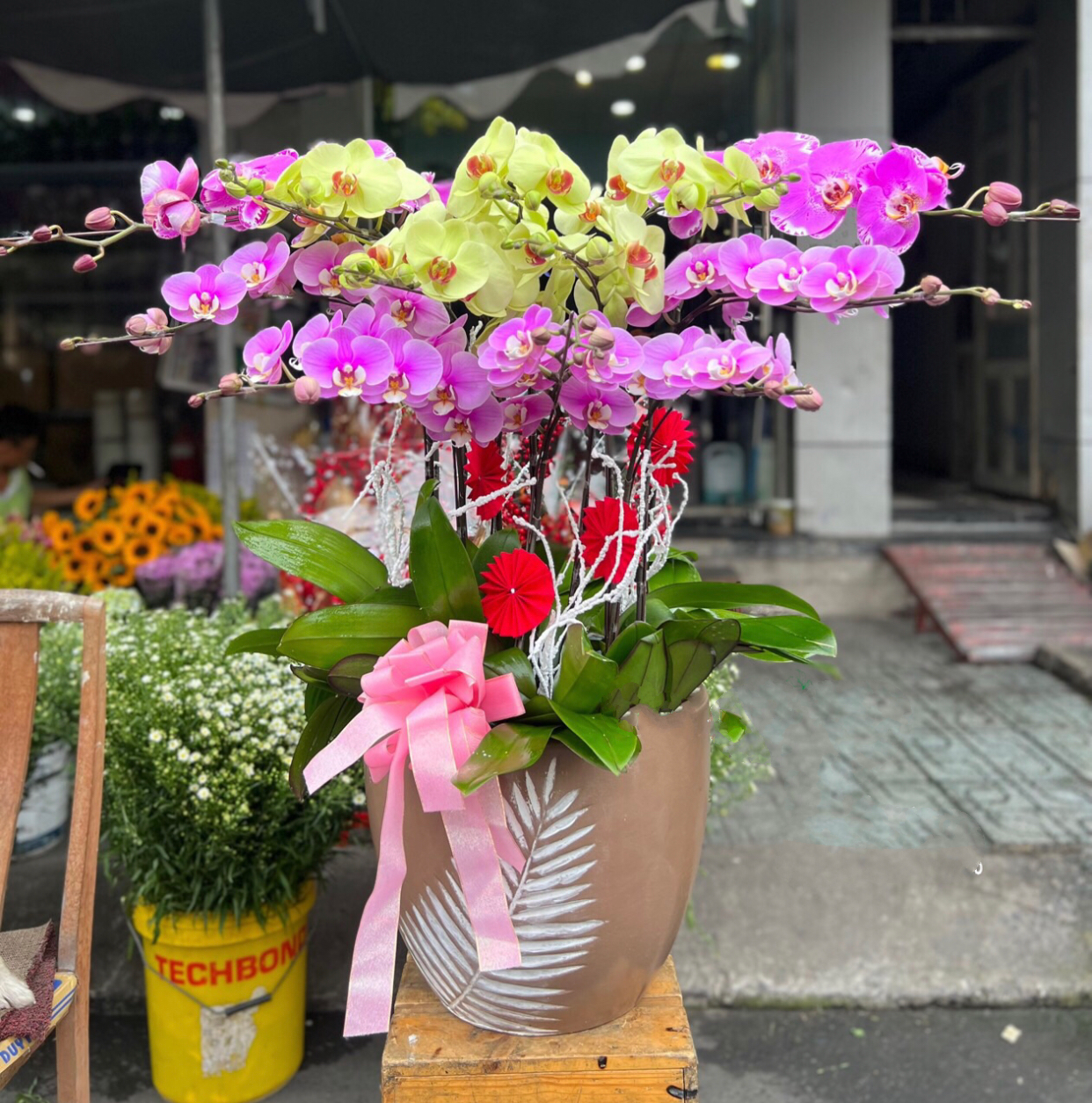 Chậu Hoa Lan Hồ Điệp Mix Màu - LHĐ94