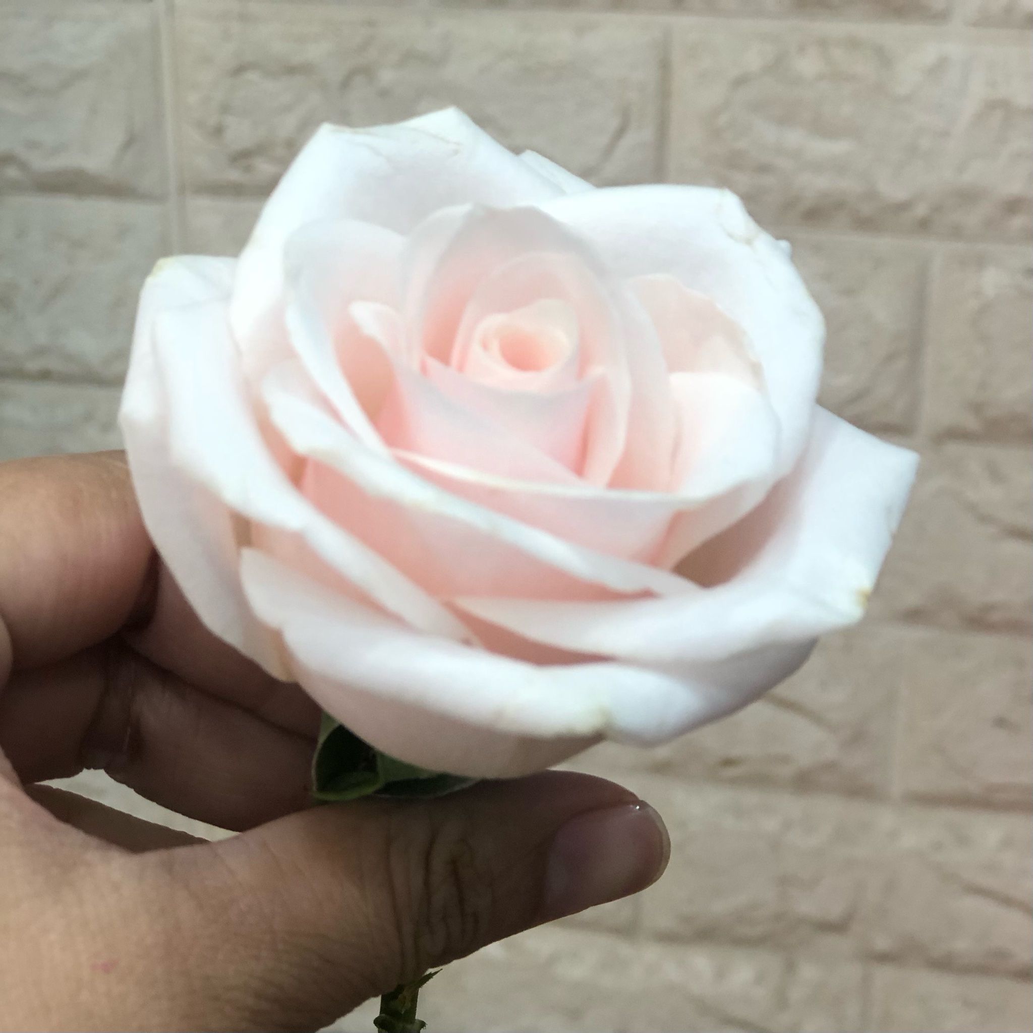  Hoa Hồng Pastel - Hoa Cắt Cành 