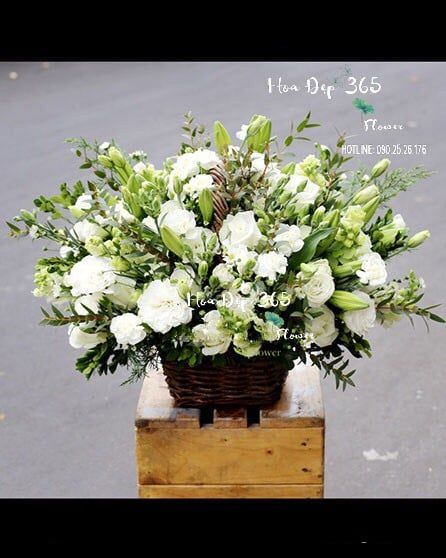 Thuần Khiết - HG36