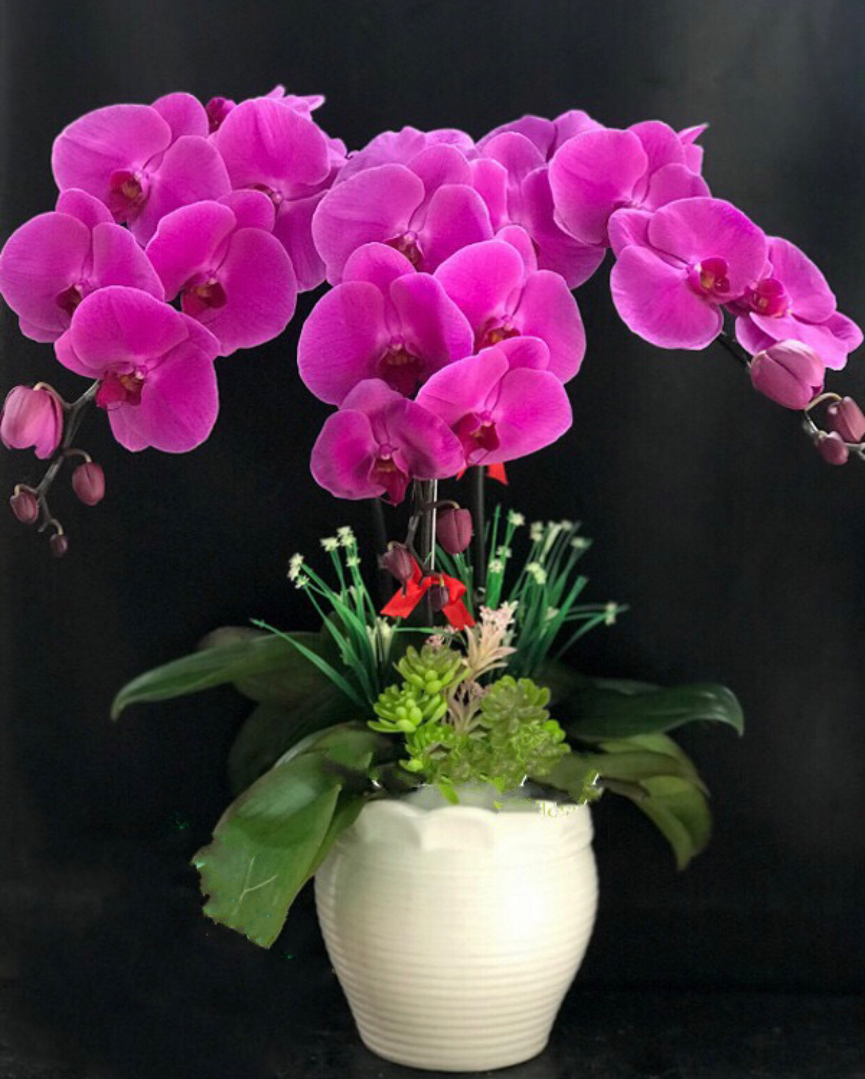 Chậu Hoa Lan Hồ Điệp Tím - LHĐ49
