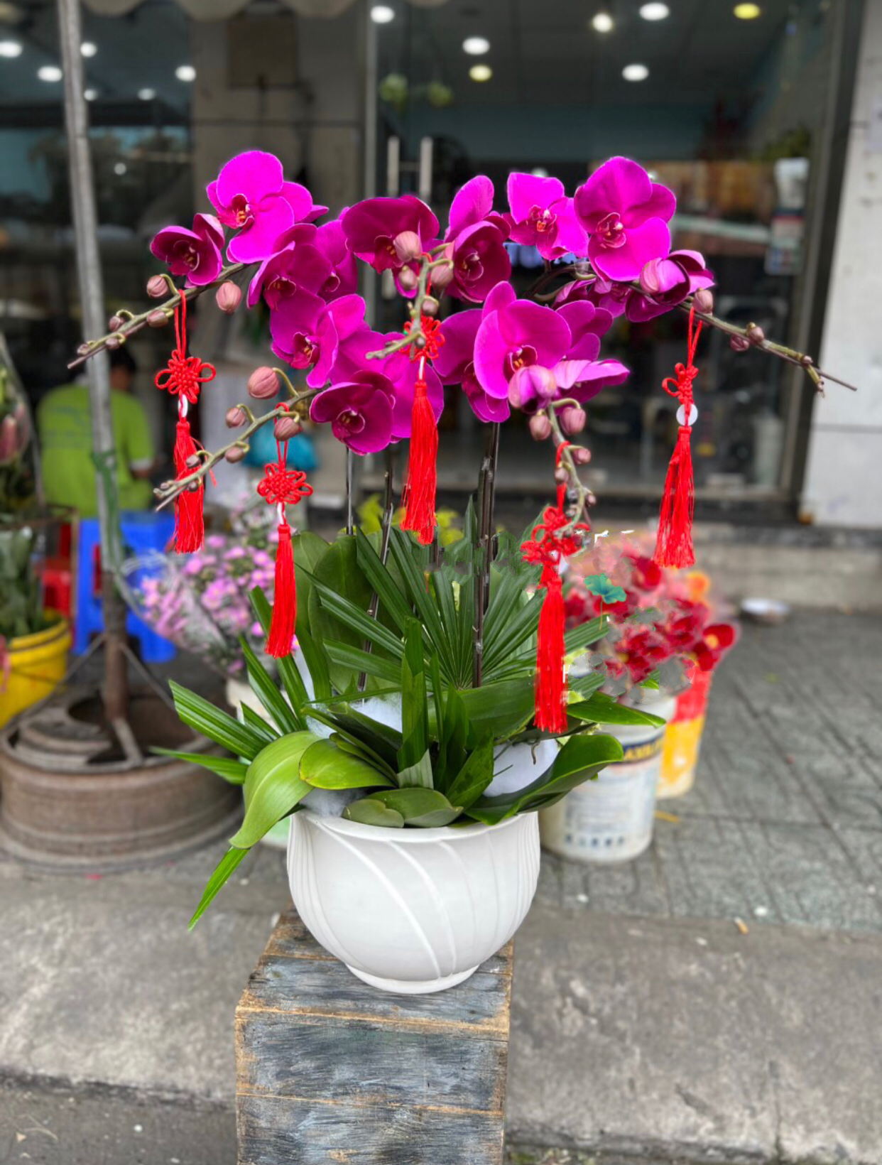 Chậu Hoa Lan Hồ Điệp Tím - LHĐ100