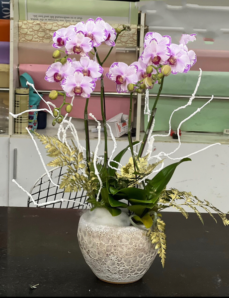 Chậu Hoa Lan Mini Tia Chớp - LHĐ98