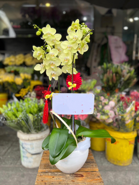 Chậu Hoa Lan Hồ Điệp Xuân Về - LHĐ87