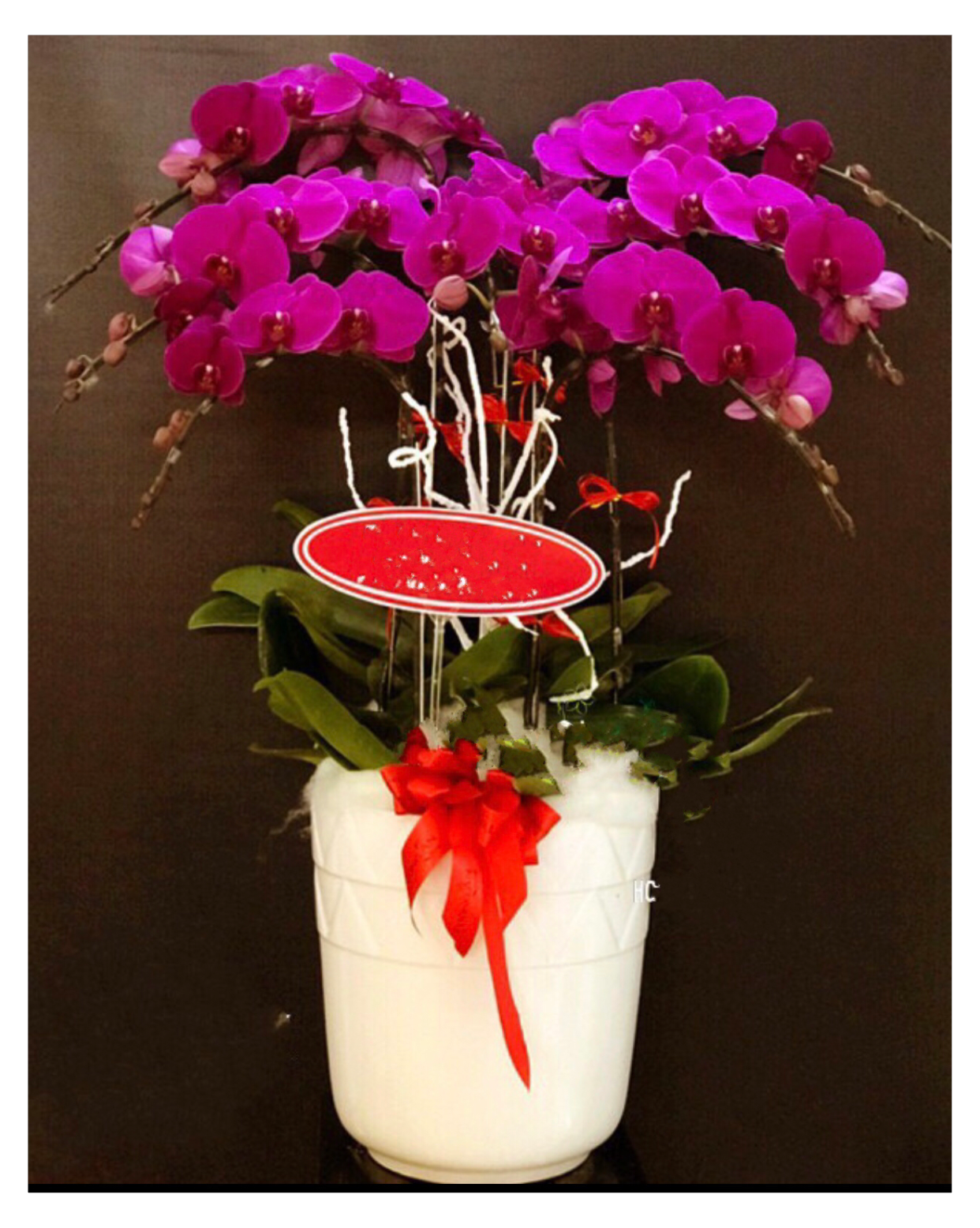 Chậu Hoa Lan Hồ Điệp Peace and Prosperity - LHĐ31