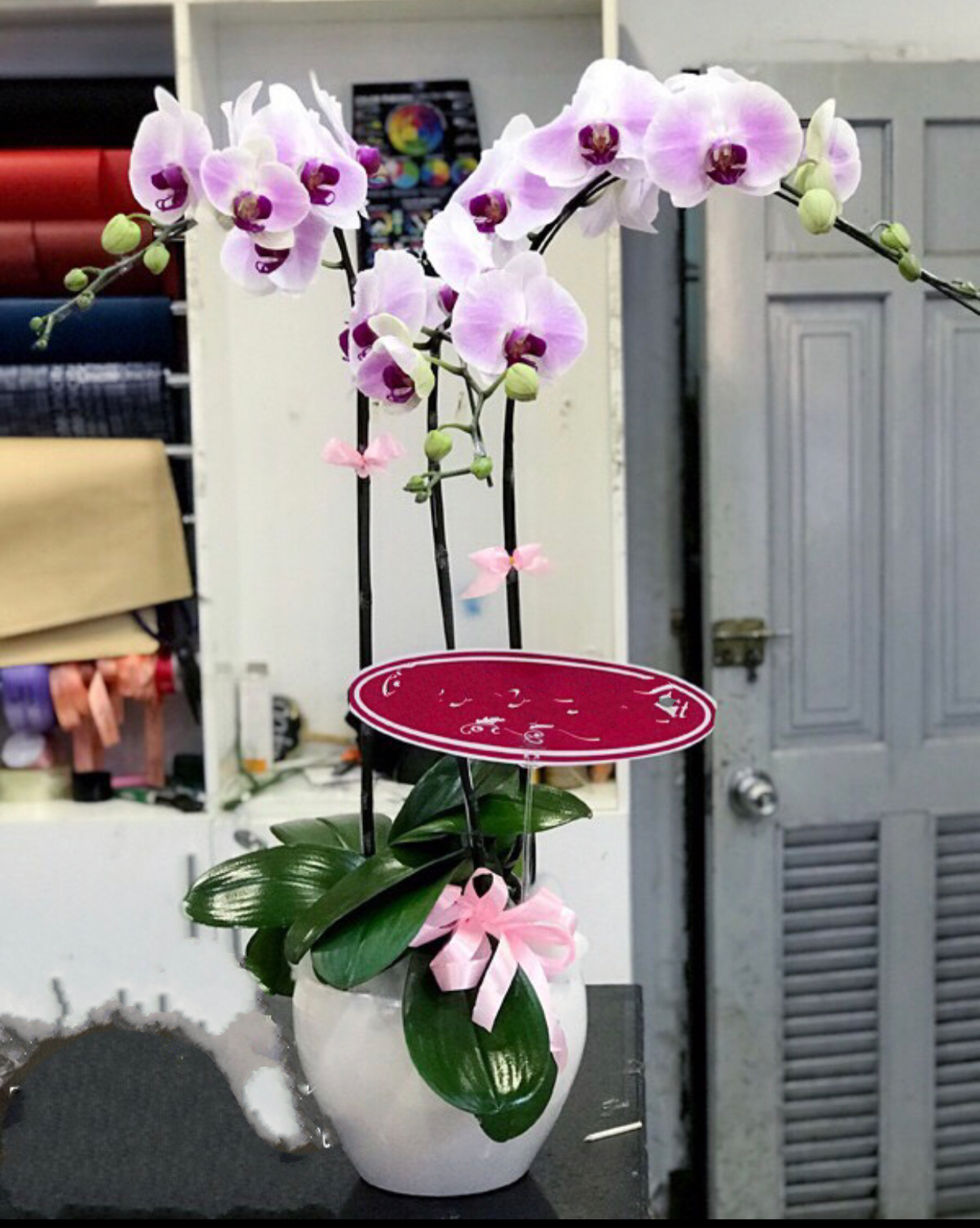 Chậu Hoa Lan Hồ Điệp Vững Chắc - LHĐ45