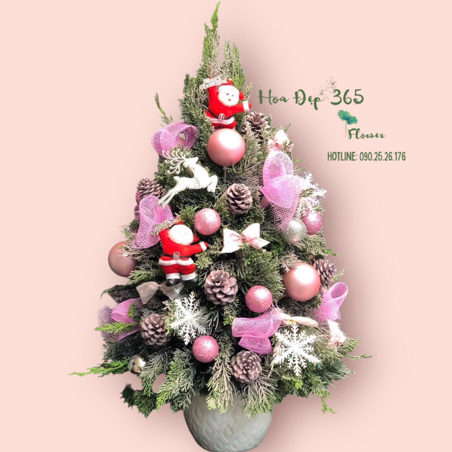 Cây Thông Noel Tannenbaum - HGS01 - Hoa Giáng Sinh