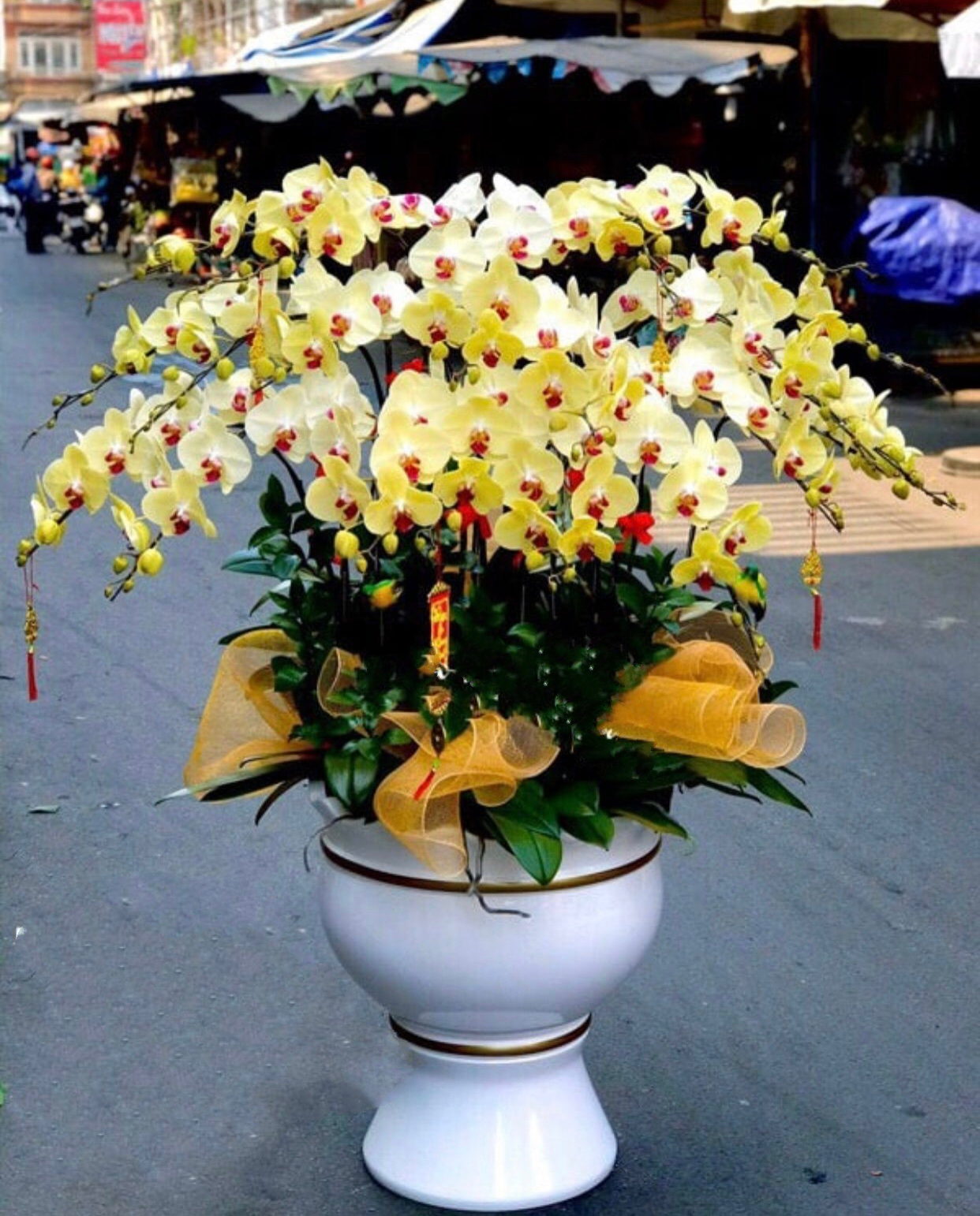 Chậu Hoa Lan Hồ Điệp Hạnh Phúc VIên Mãn - LHĐ66