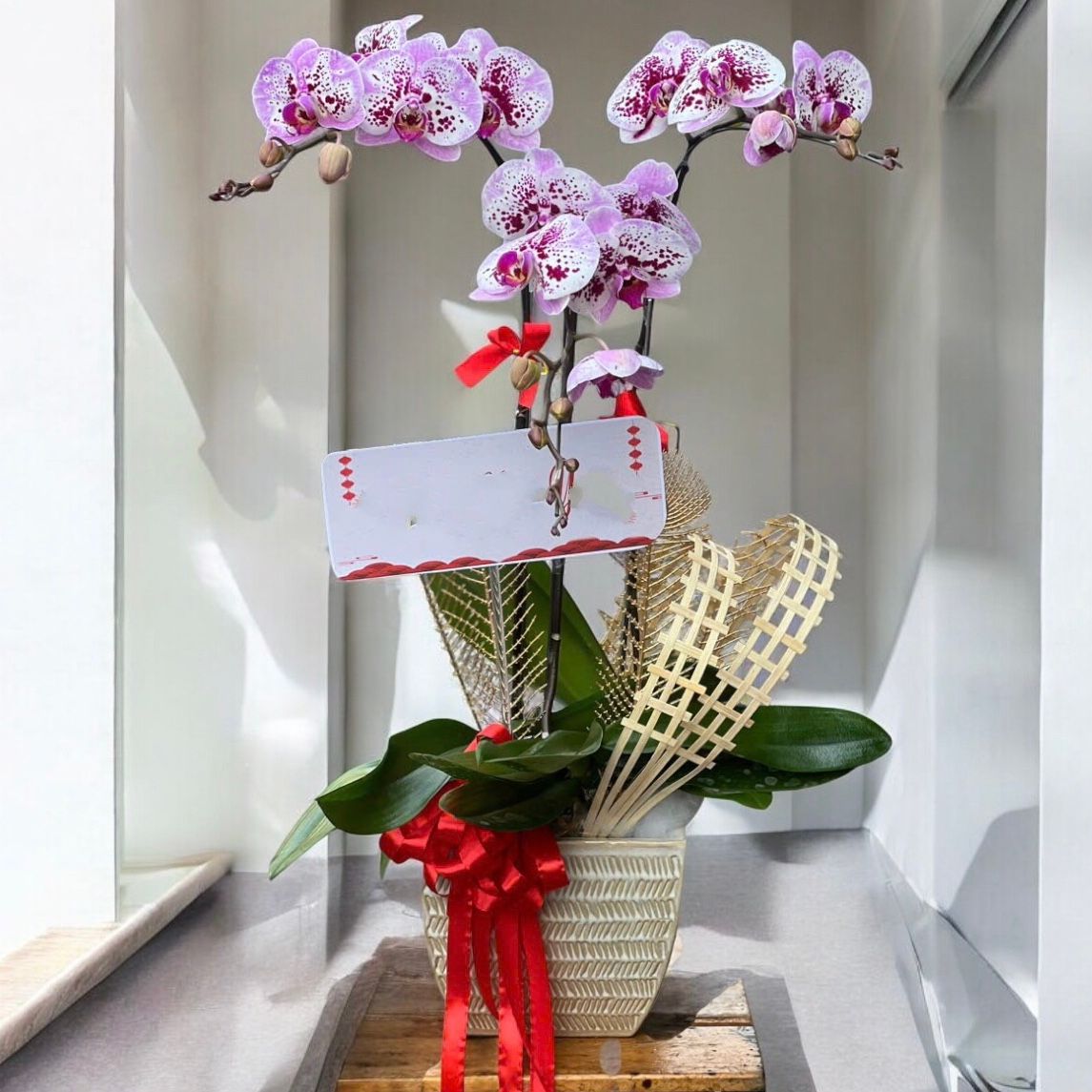 Chậu Hoa Lan Hồ Điệp 3 Cành Đột Biến - LHĐ109