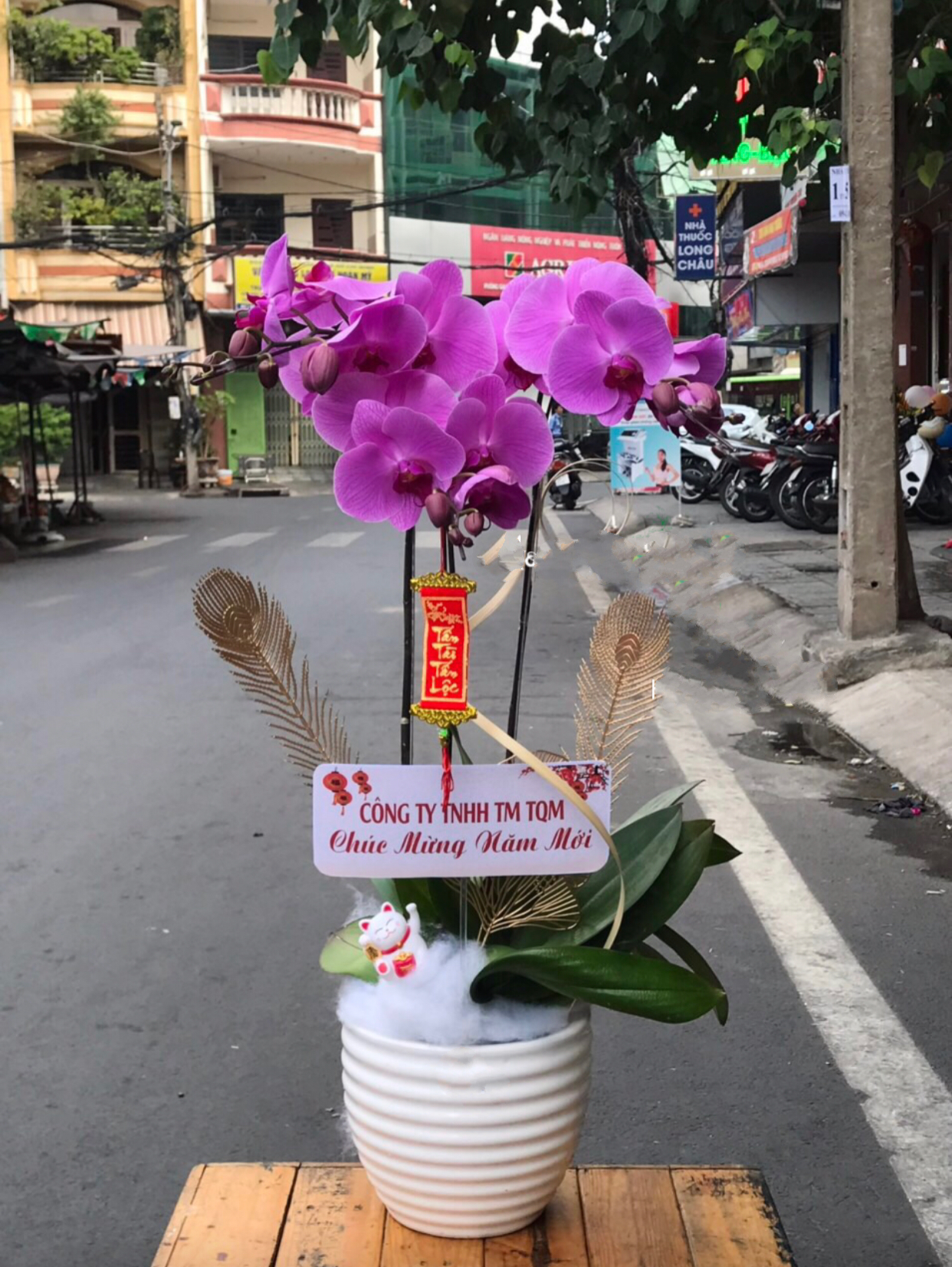 Chậu Hoa Lan Hồ Điệp Viên Mãn - LHĐ79