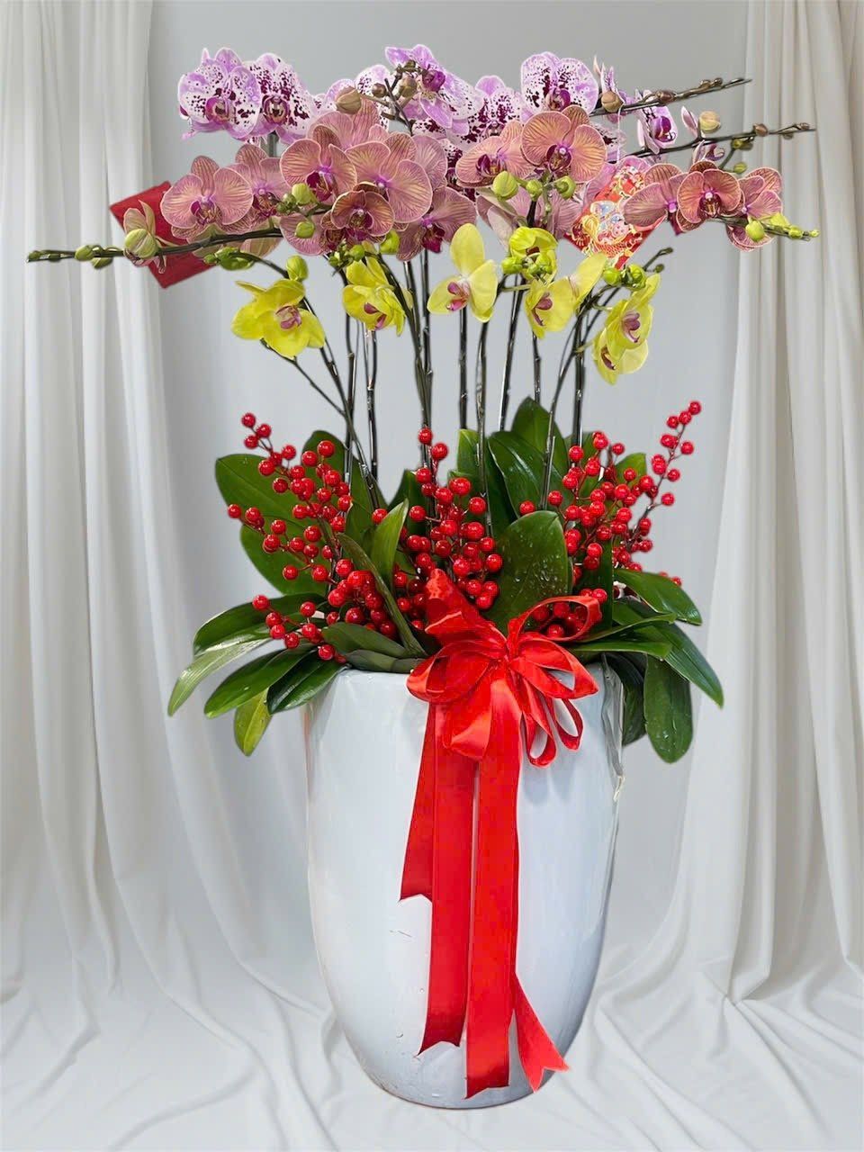 Chậu Hoa Lan Hồ Điệp 10 Cành Mix Màu - LHĐ116