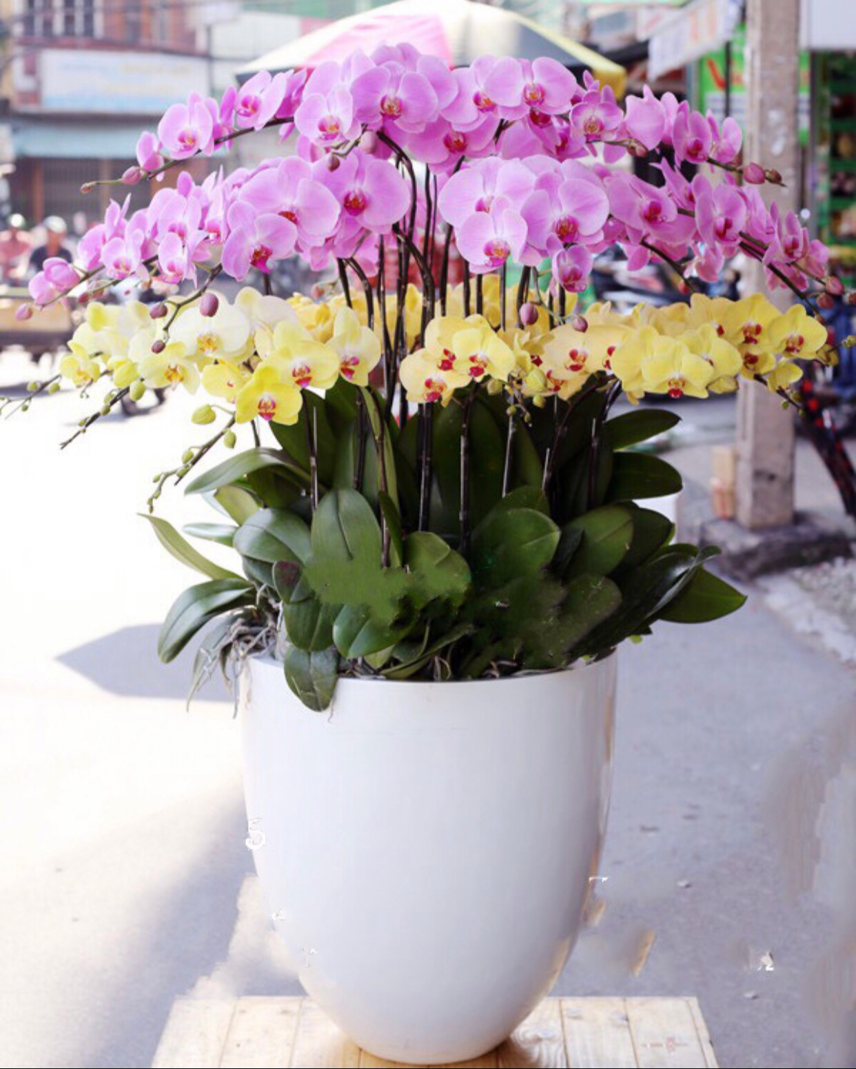 Chậu Hoa Lan Hồ Điệp Sang Trọng - LHĐ63